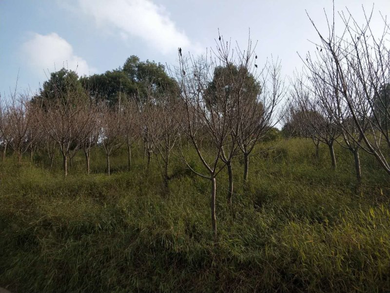 樱花