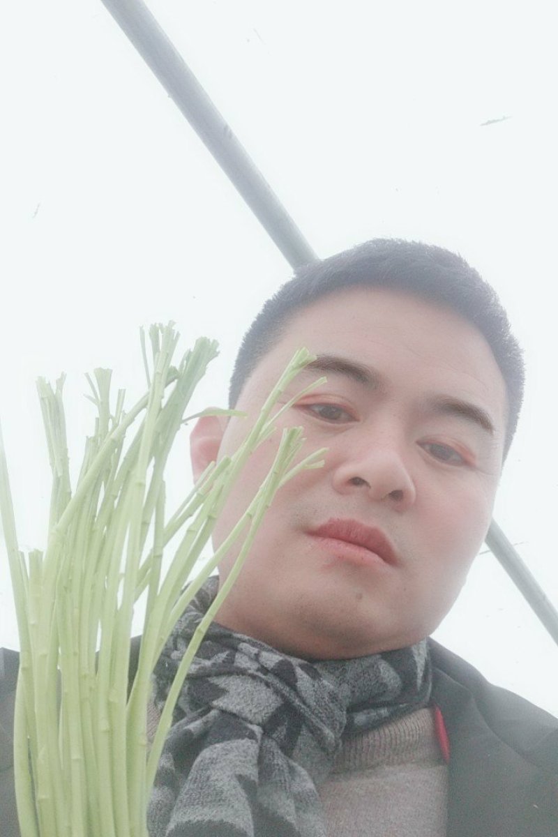 芦蒿