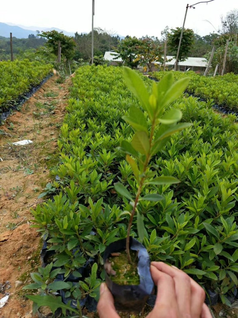 漳州市绿化苗木毛杜鹃