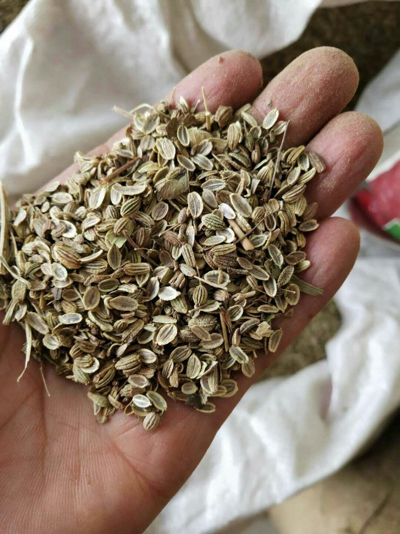 家种关防风种籽新货大量现货供应