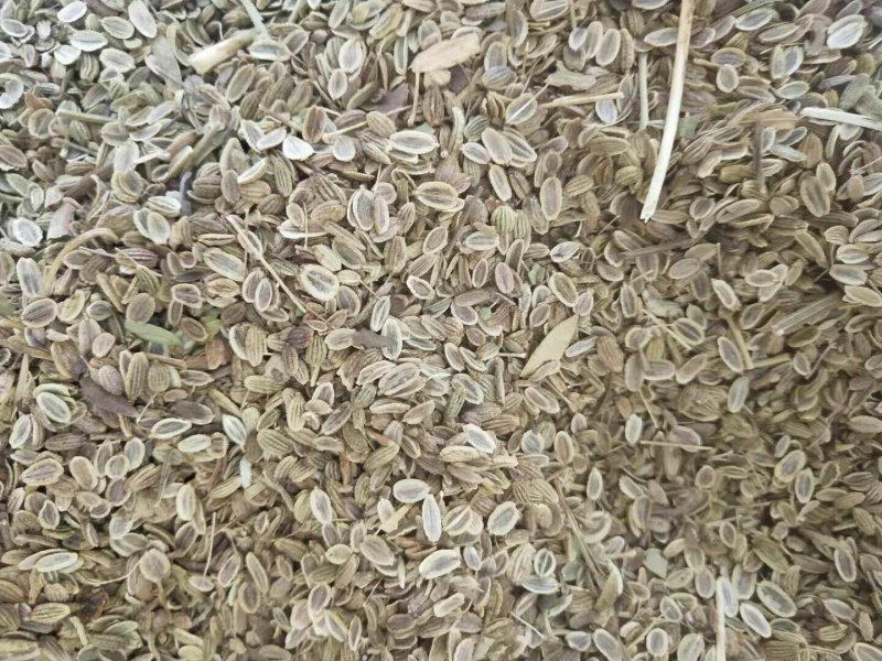 家种关防风种籽新货大量现货供应