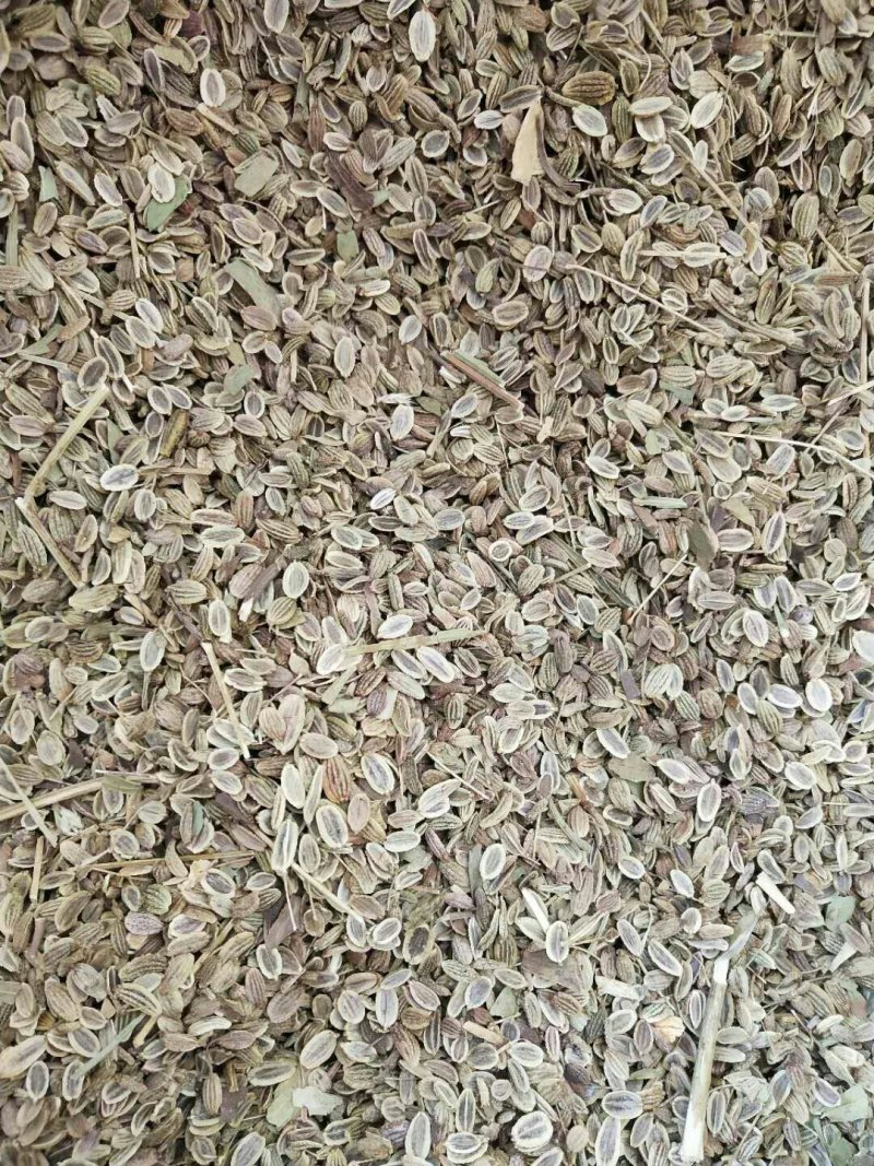 家种关防风种籽新货大量现货供应