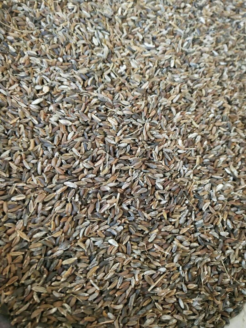 家种关防风种籽新货大量现货供应