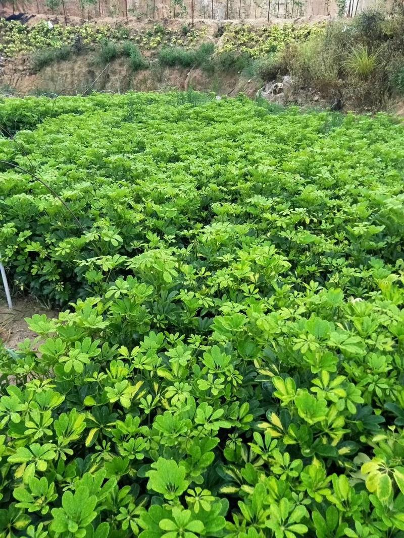 漳州市绿化苗木鸭掌木