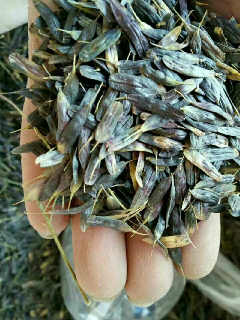 纯新板蓝根种籽供应，出苗率80%以上，有需要了解的吗