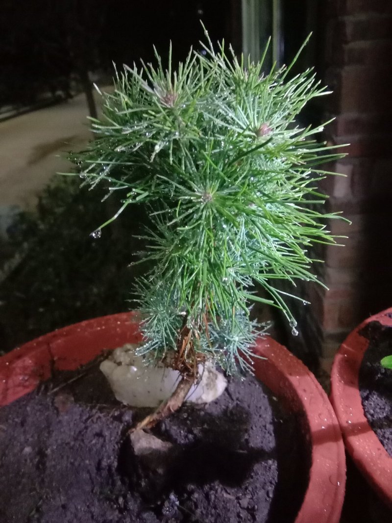 马尾松苗