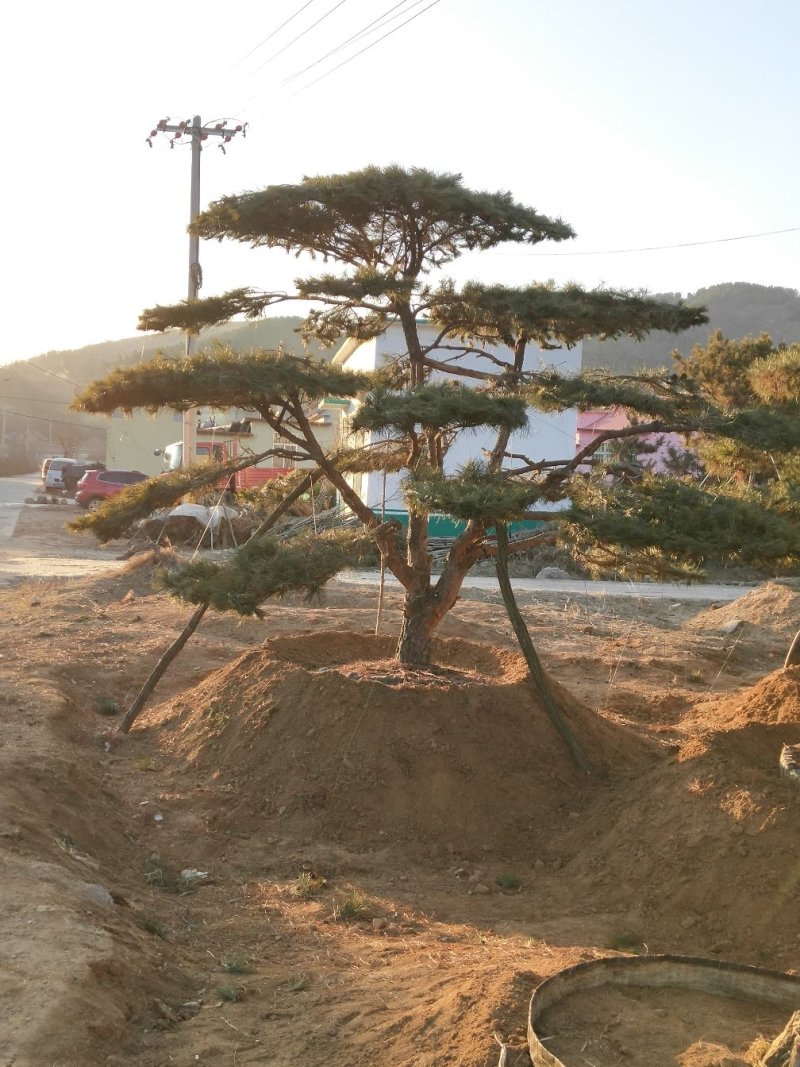 造型黑松