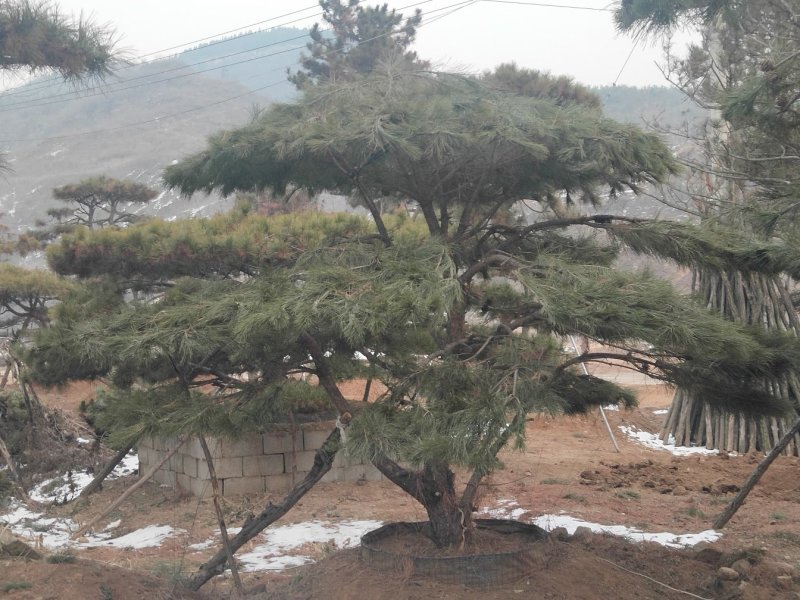 造型黑松