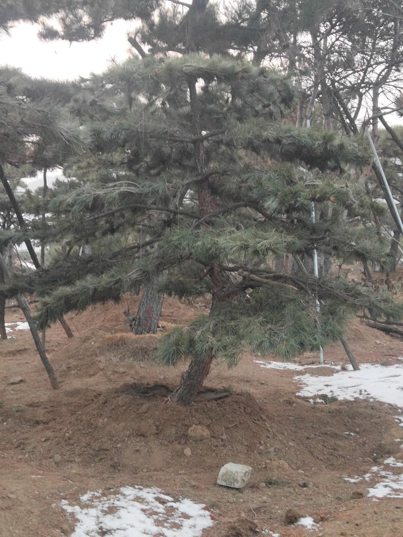 造型黑松