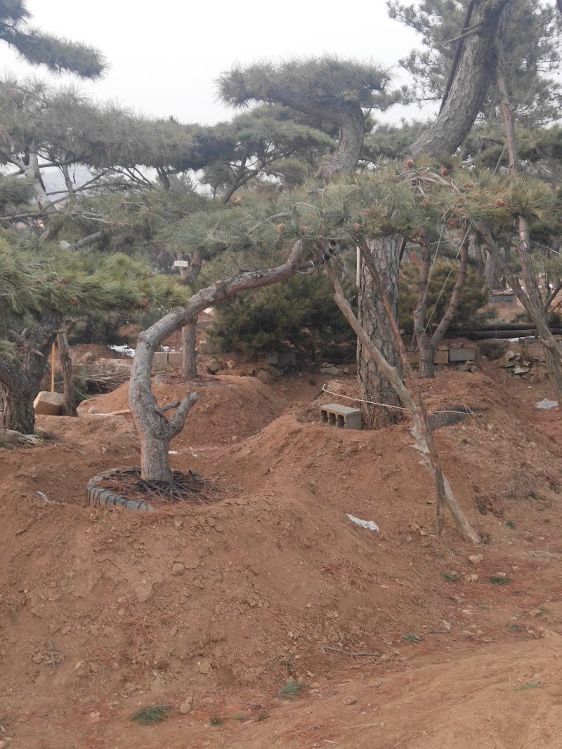 造型黑松