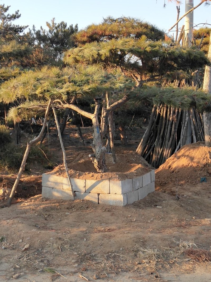 造型黑松