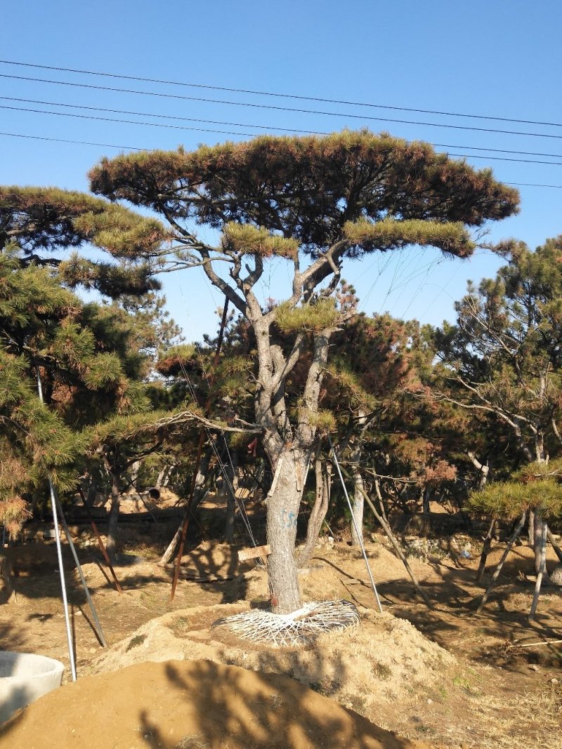 造型黑松