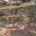 造型黑松