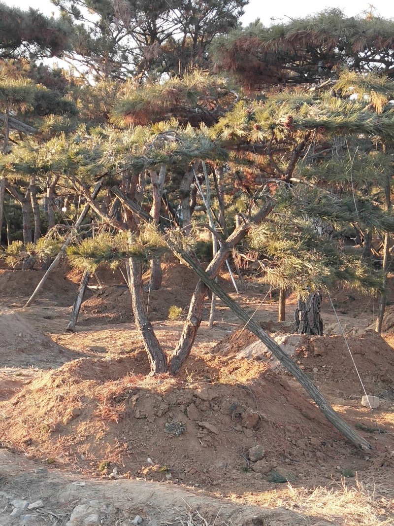 造型黑松
