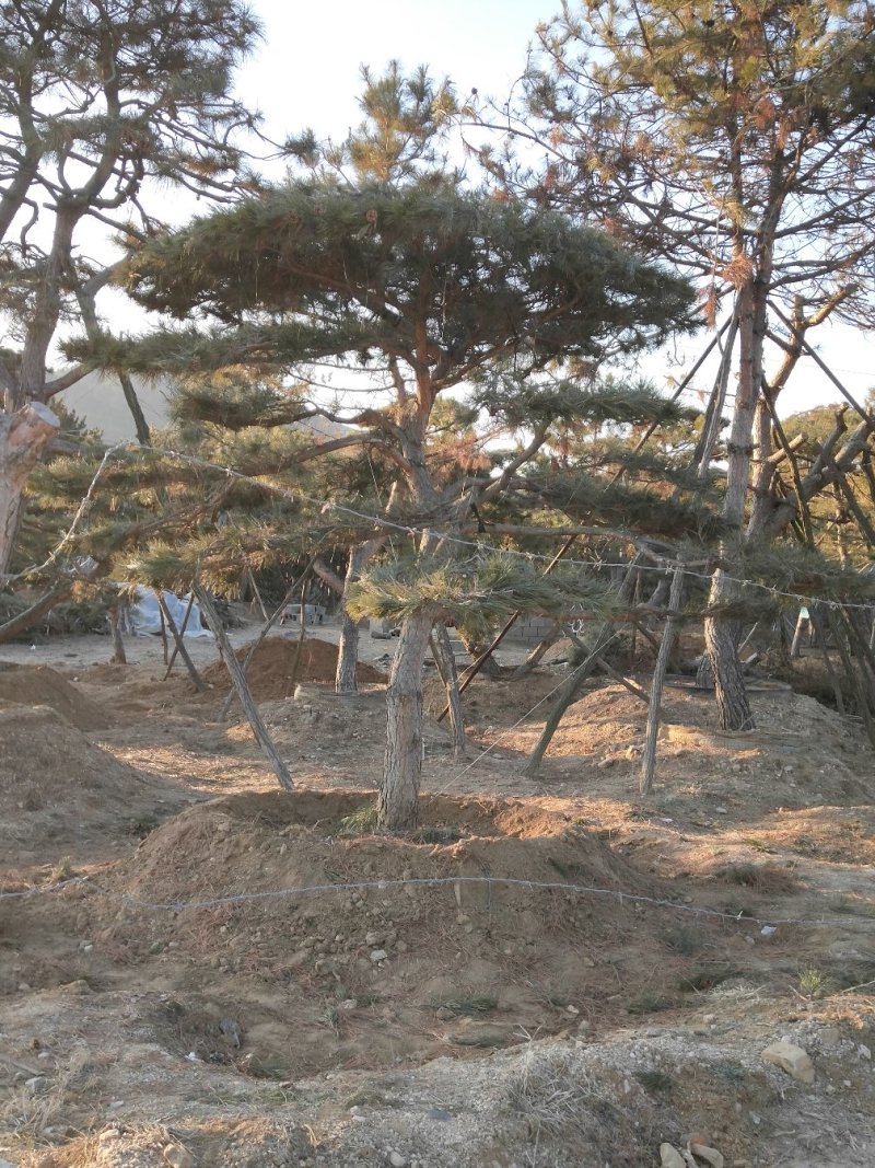 造型黑松