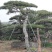 造型黑松