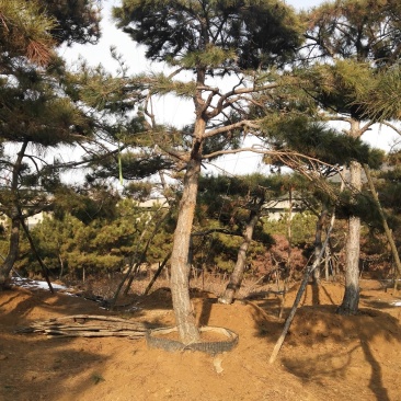 造型黑松