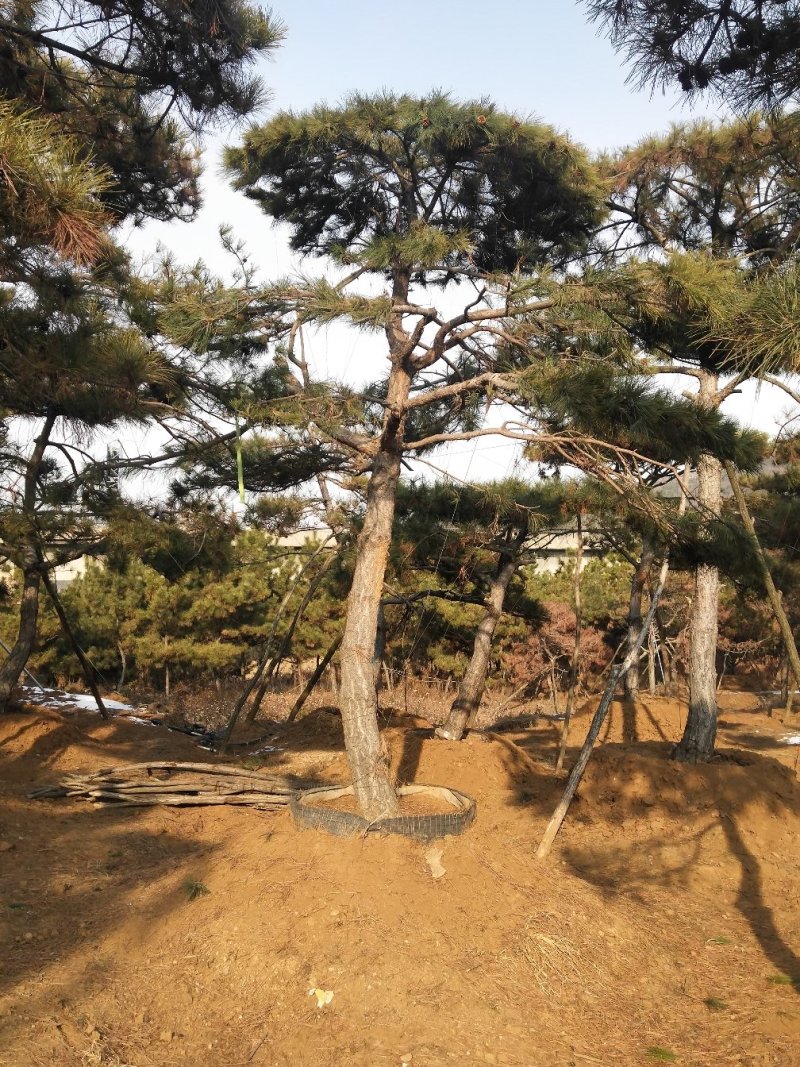 造型黑松