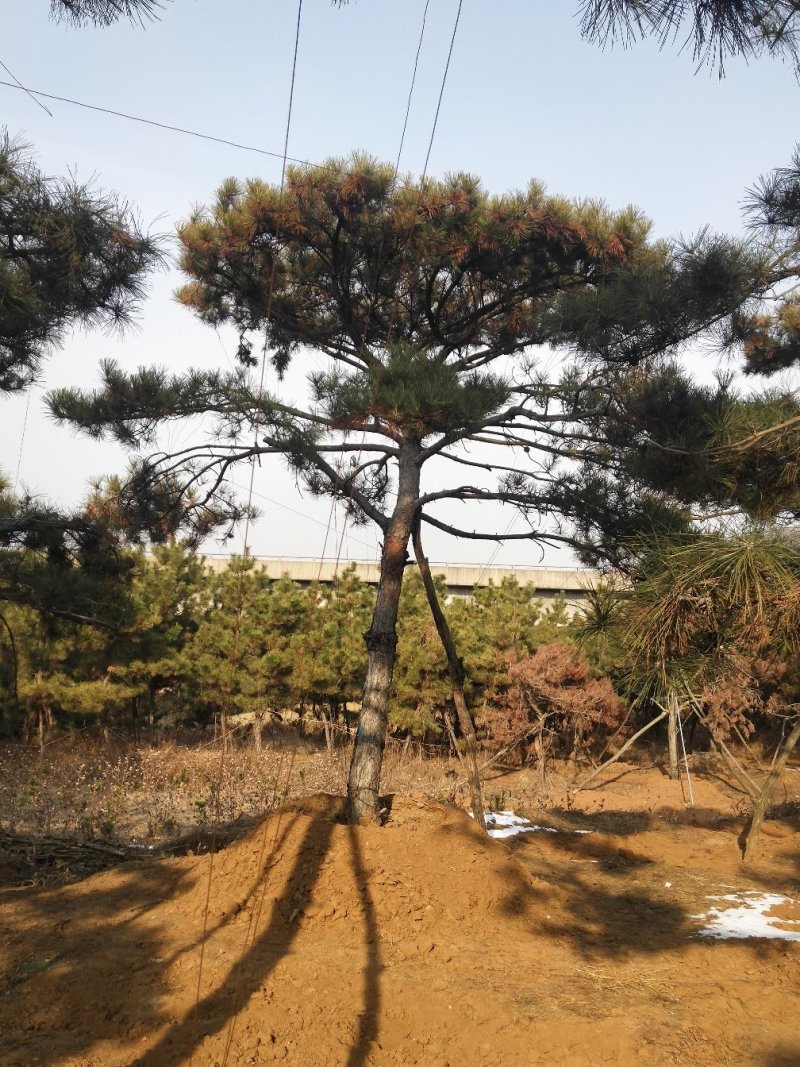 造型黑松