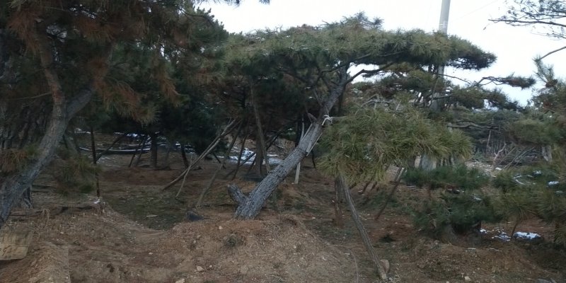 造型黑松