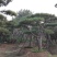 造型黑松