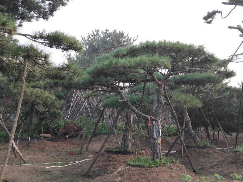 造型黑松