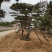 造型黑松