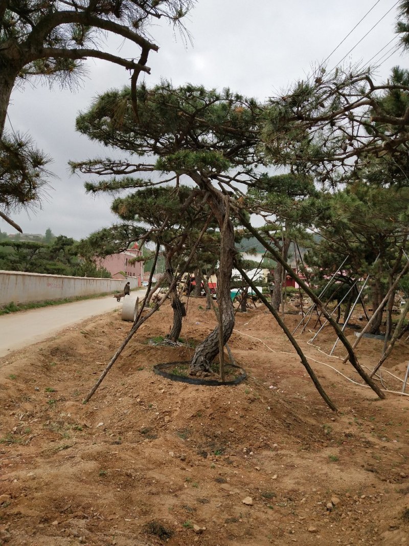 造型黑松