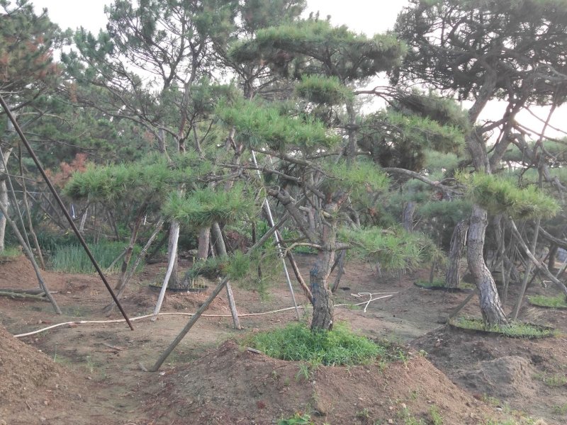 造型黑松