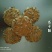 饼干