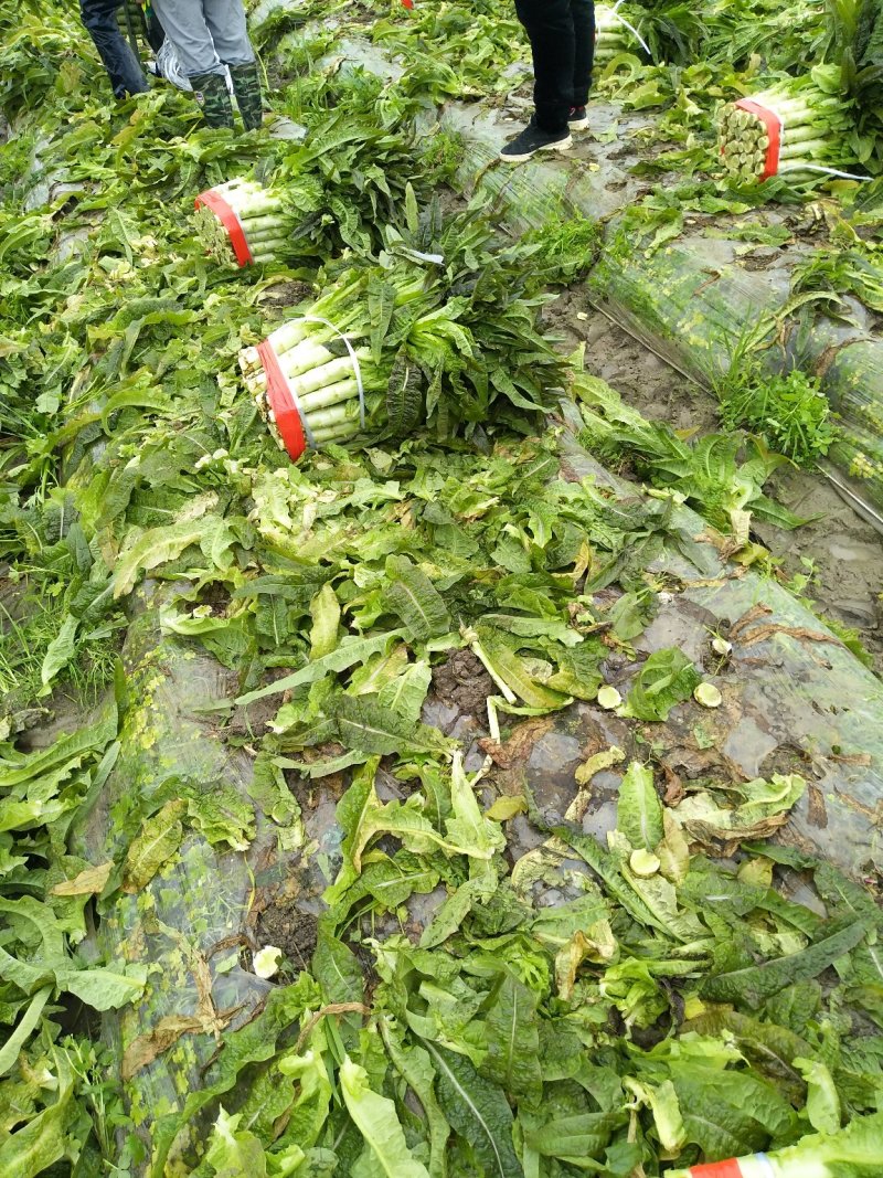 福建福州优质红叶莴笋