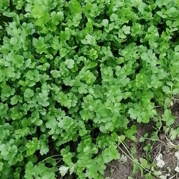 精品湘香菜