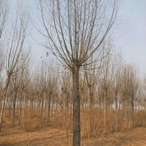 苗圃大量直供应各规格旱柳垂柳馒头柳，苗圃直接挖树装车