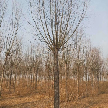 苗圃大量直供应各规格旱柳垂柳馒头柳，苗圃直接挖树装车