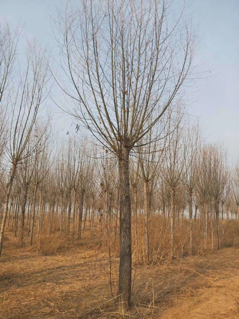 苗圃大量直供应各规格旱柳垂柳馒头柳，苗圃直接挖树装车