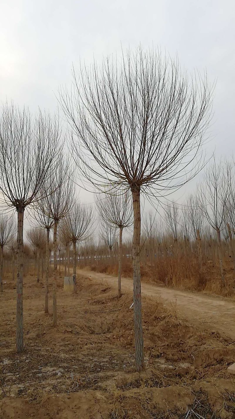 苗圃大量直供应各规格旱柳垂柳馒头柳，苗圃直接挖树装车