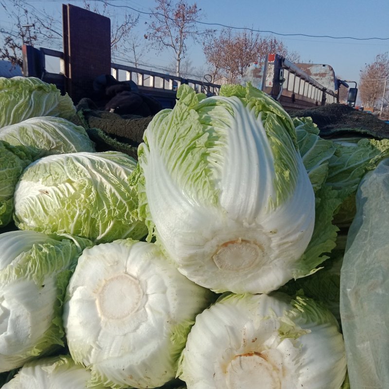 黄心白菜己大量上市