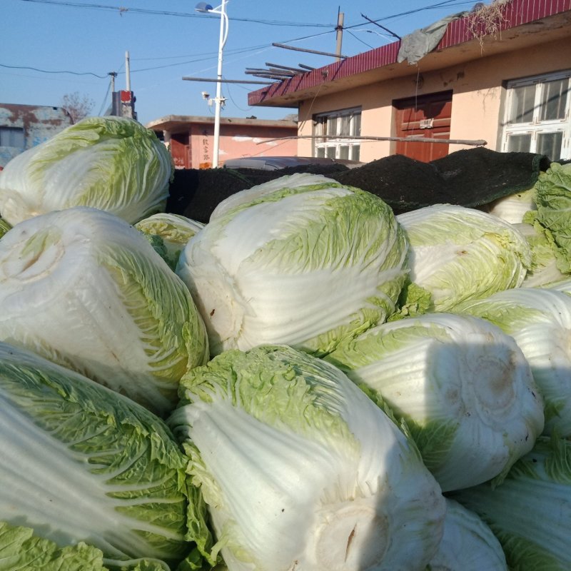 黄心白菜己大量上市