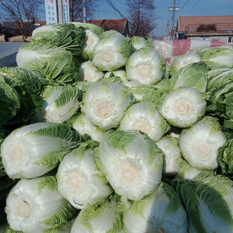 黄心白菜己大量上市