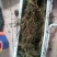 半斤多的人参
