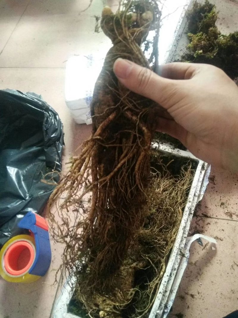 半斤多的人参