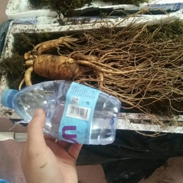 半斤多的人参