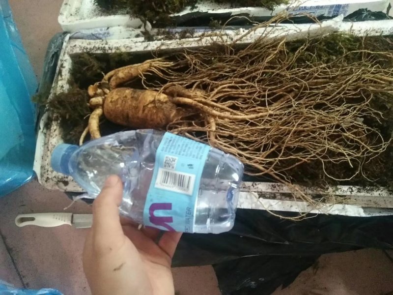 半斤多的人参