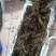 半斤多的人参