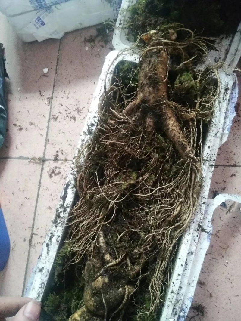 半斤多的人参