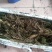 半斤多的人参