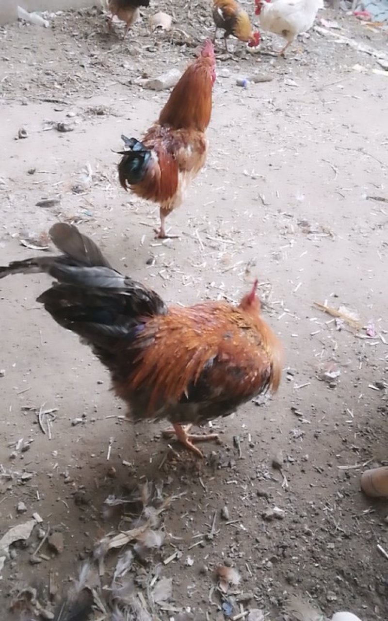 散养农家土鸡