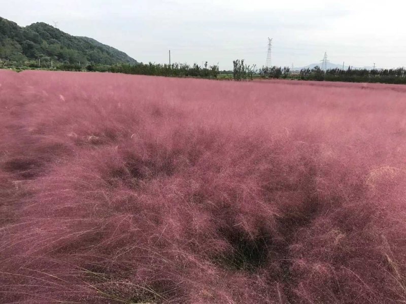 紫叶狼尾草紫梦狼尾草水生植物观赏草基地直销