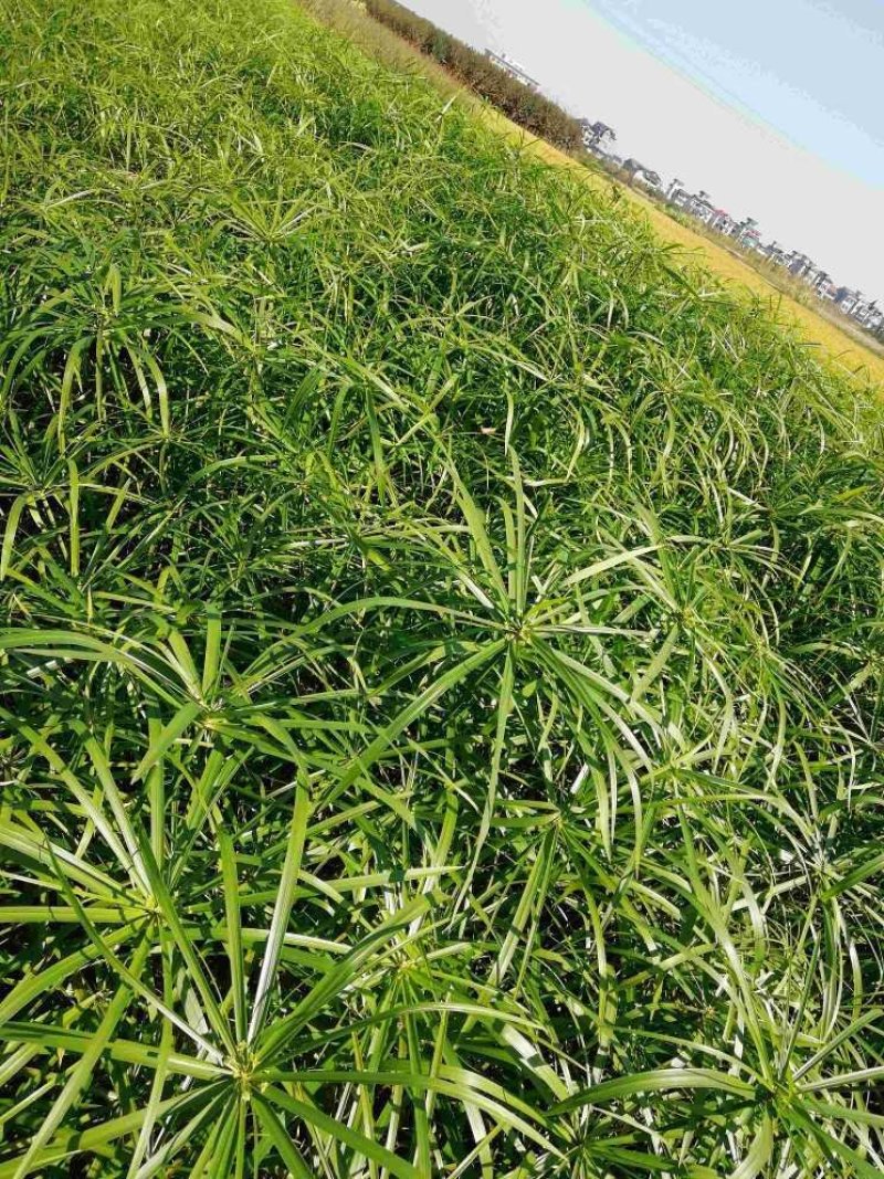 紫叶狼尾草紫梦狼尾草水生植物观赏草基地直销