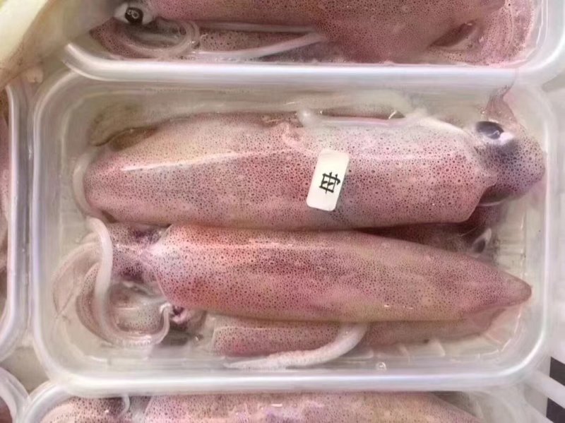 满籽鱿鱼食用冰冻，带籽量99%